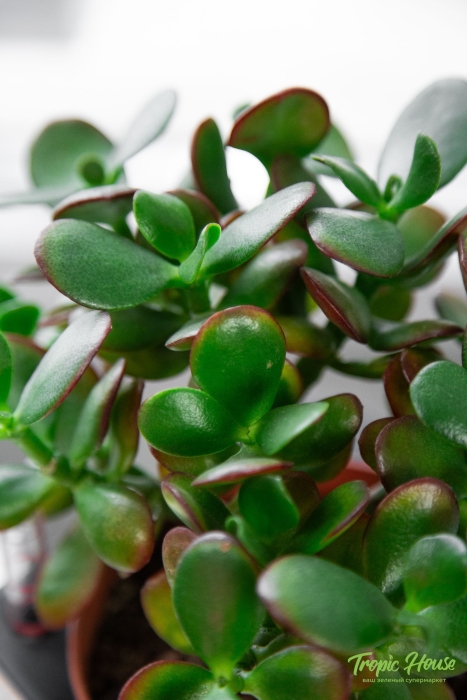 Крассула Овата Сансет 12/20 см в CUBE COLOR 14