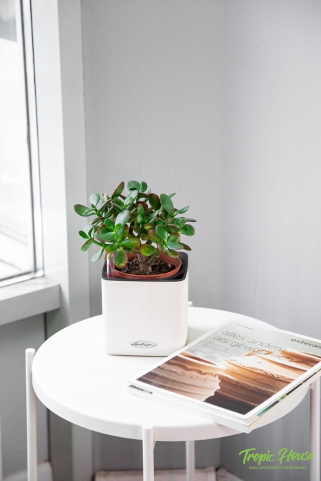 Крассула Овата Сансет 12/20 см в CUBE COLOR 14