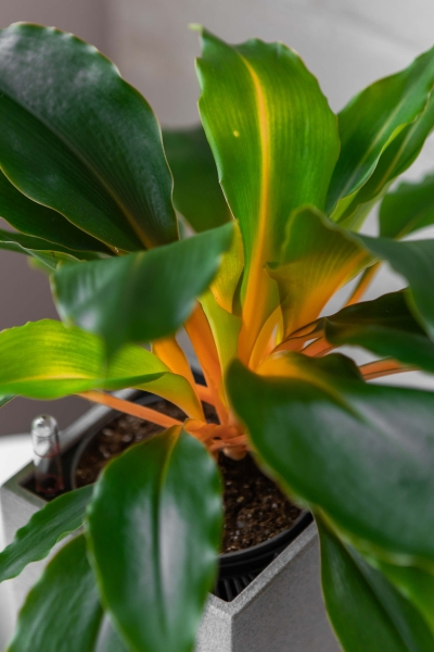 Хлорофитум Фаер Флеш в CANTO STONE 14