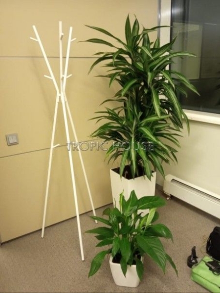 Опора для растений бамбуковая