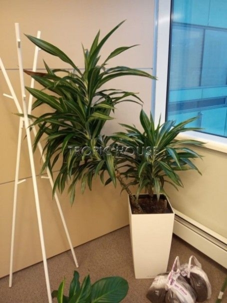 Опора для растений бамбуковая