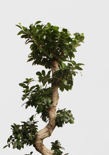 Фикус Микрокарпа Гинсенг 40/130 см Фикус Микрокарпа Гинсенг 40/130 см