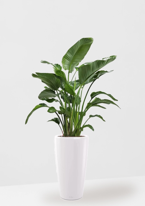 Стрелиция Николай 27/150 см в RONDO 40, белый матовый