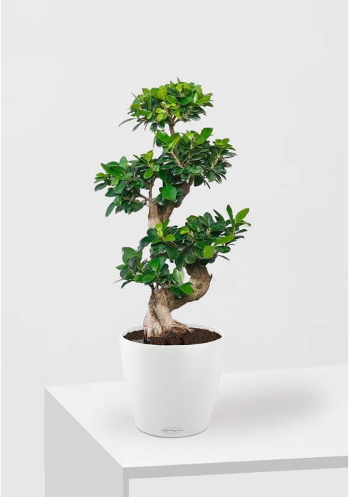 Фикус бонсай CLASSICO 28/65 см, белый