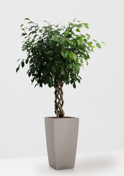 Фикус Бенджамина Экзотика цилиндр 27/120 см в CUBICO COLOR 30