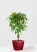 Фикус Амстел Кинг переплетенный 27/120 см в QUADRO LS 43