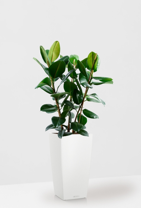 Фикус Эластика Робуста CUBICO 30/130 см, белый