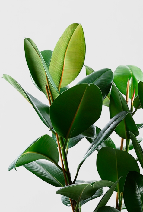 Фикус Эластика Робуста в CUBICO 30