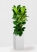 Фикус Лирата 3 ствола 34/140 см в CANTO STONE HIGH 40