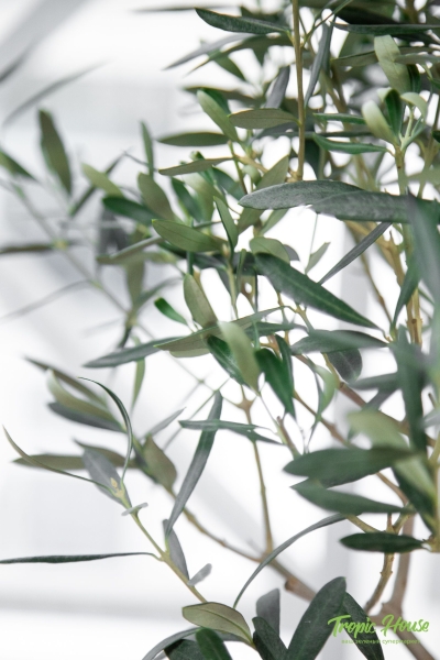 Олива в RONDO 32 Олива в RONDO 32