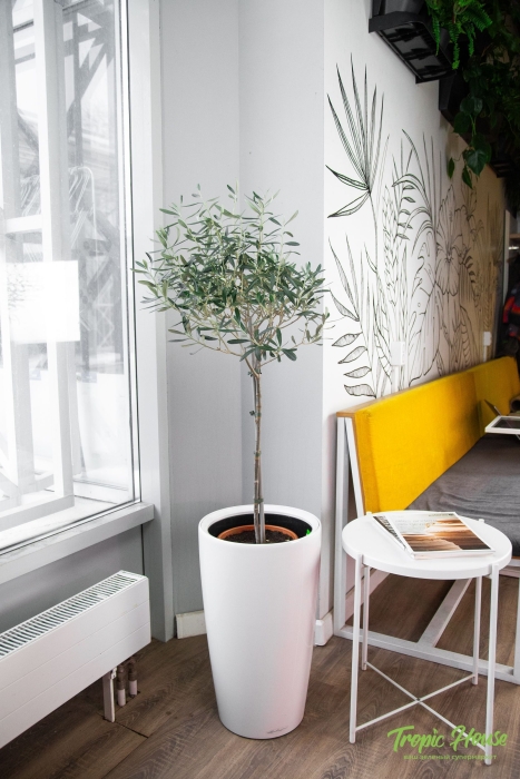 Олива в RONDO 32