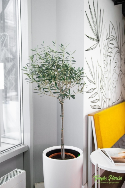 Олива в RONDO 32 Олива в RONDO 32