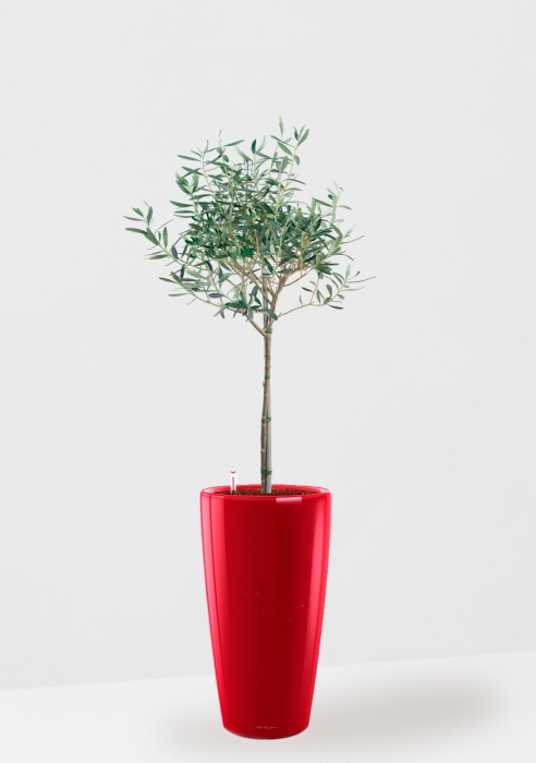 Олива в RONDO 32