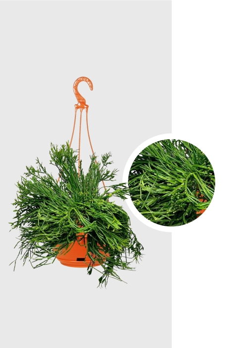 Рипсалис подвесной 17/30 см