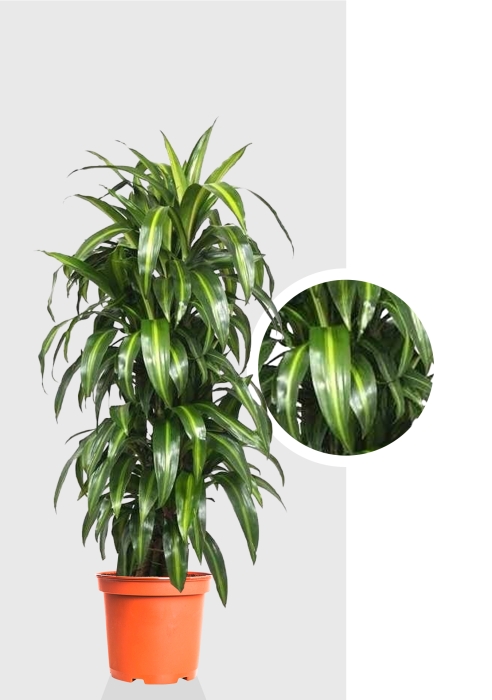 Драцена Гавайская Саншайн бранч разветвленная d34 см h180 см