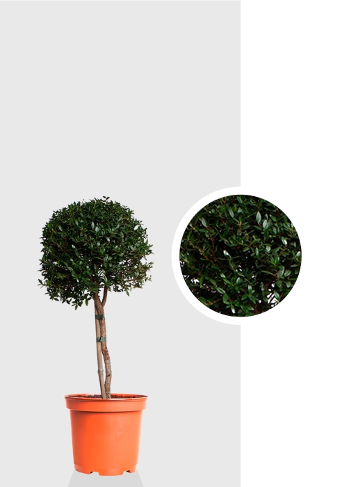 Мирт d17 см h65 см