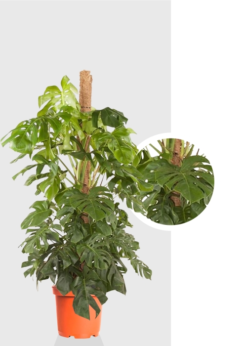 Монстера Делициоза на опоре d40 см h180 см