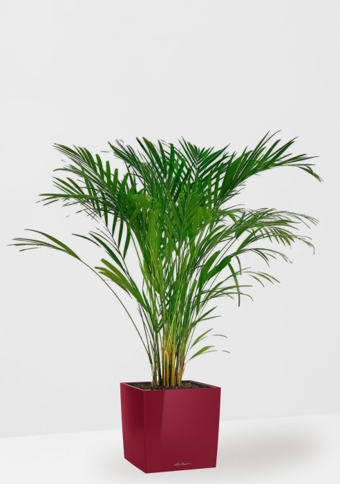 Хризалидокарпус Арека 19/120 см в CUBE 30, ярко-красный блестящий