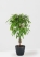 Фикус Амстел Кинг переплетенный 27/120 см в CLASSICO COLOR 35