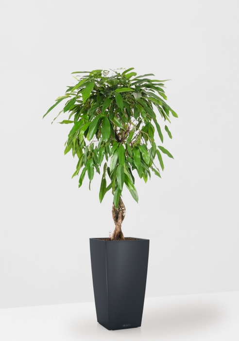 Фикус Амстел Кинг переплетенный 27/120 см в CUBICO COLOR 40, серый