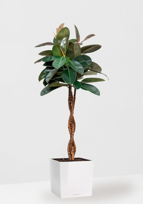 Фикус Эластика Бургунди переплетенный 27/160 см в CUBE 40, белый блестящий