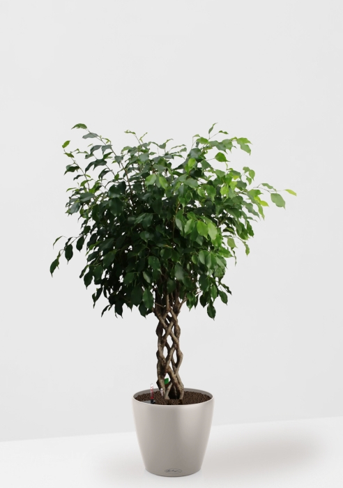Фикус Бенджамина Экзотика цилиндр 27/120 см в CLASSICO COLOR 35