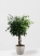 Фикус Бенджамина Экзотика цилиндр 27/120 см в CLASSICO COLOR 35
