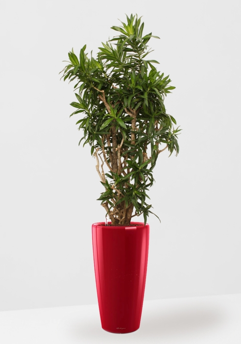 Драцена Песнь Ямайке 35/150 в RONDO 40