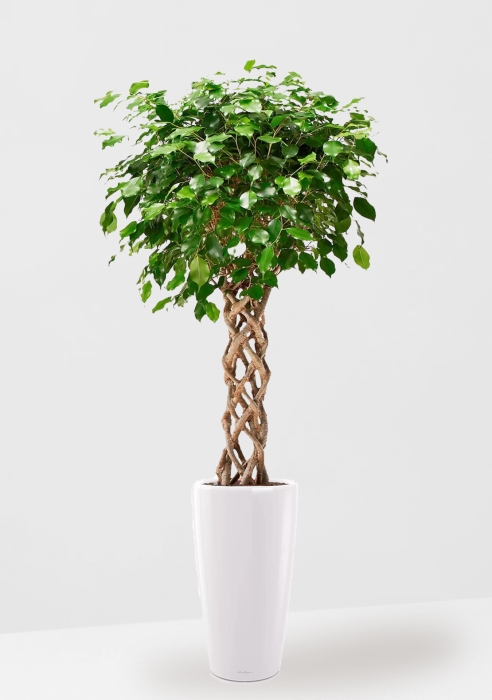 Фикус Экзотика цилиндр RONDO 32/140 см, белый блестящий