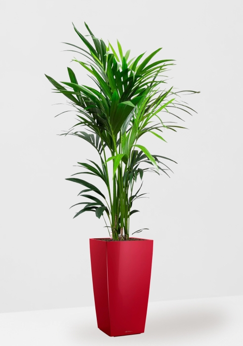 Ховея Кентия 27/160 см в CUBICO 30, ярко-красный блестящий 