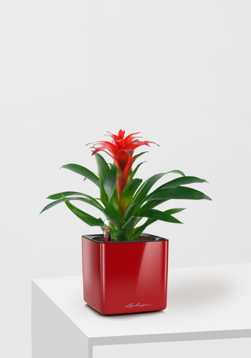 Гузмания Калипсо красная 12/40 см в CUBE GLOSSY 14, ярко-красный блестящий