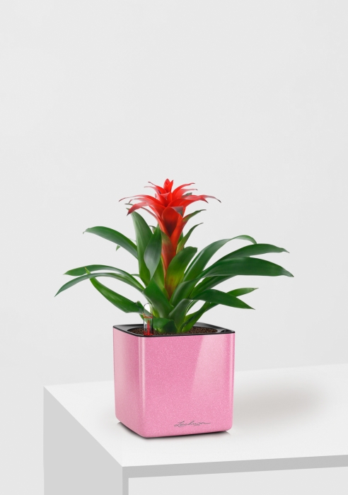 Гузмания Калипсо красная 12/40 см в CUBE GLOSSY KISS 14, нежно-розовый блестящий