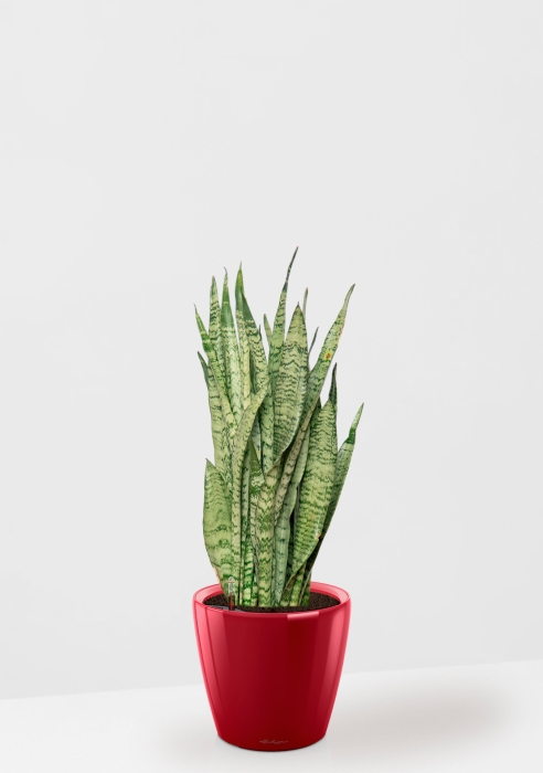 Сансевиерия Зейланика 21/70 см в CLASSICO LS 28, ярко-красный блестящий