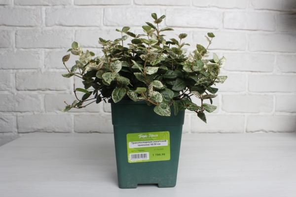 Трахелоспермум азиатский триколор 18/30 см в QUADRO LS 21