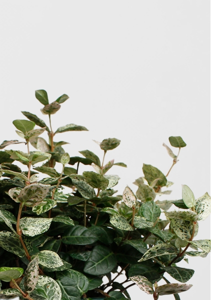 Трахелоспермум азиатский триколор 18/30 см в CUBICO COLOR 22 Трахелоспермум азиатский триколор 18/30 см в CUBICO COLOR 22