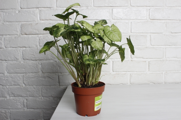 Сингониум Пикси 12/20 см в CUBE GLOSSY KISS 14