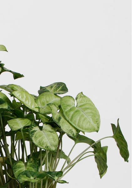 Сингониум Пикси 12/20 см в CANTO STONE 14