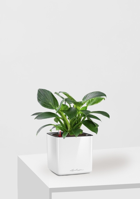 Филодендрон Биркин 12/30 см в CUBE GLOSSY 14, белый блестящий