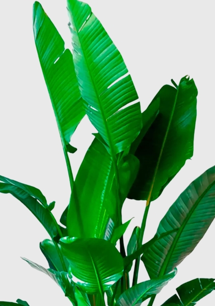 Стрелиция Николай 45/270 см Стрелиция Николай 45/270 см