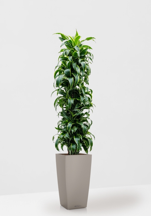 Драцена Дорадо бранч 34/170 см в CUBICO COLOR 40