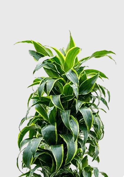 Драцена Дорадо бранч 34/170 см в QUADRO LS 43 Драцена Дорадо бранч 34/170 см в QUADRO LS 43