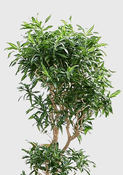 Драцена Песнь Ямайке бранч 45/180 см в QUADRO LS 50