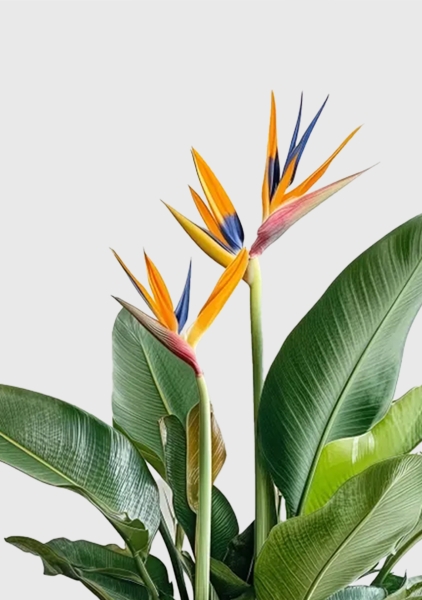 Стрелиция Регина 26/150 см в CLASSICO COLOR 28