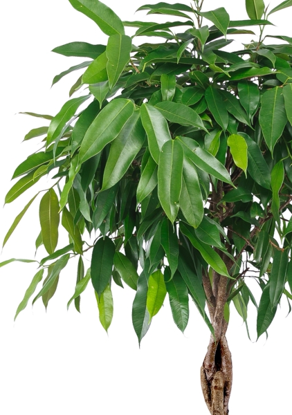 Фикус Амстел Кинг переплетенный 30/150 см Фикус Амстел Кинг переплетенный 30/150 см