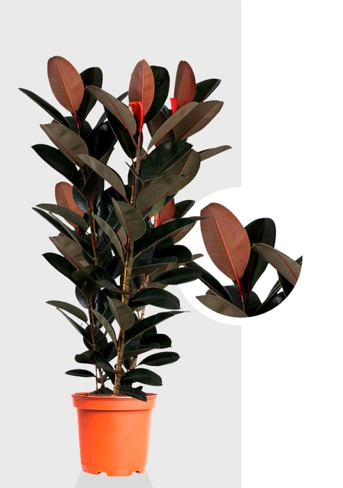 Фикус Эластика Абиджан 3 ствола 40/170 см