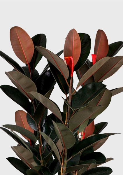 Фикус Эластика Абиджан 3 ствола 40/170 см Фикус Эластика Абиджан 3 ствола 40/170 см