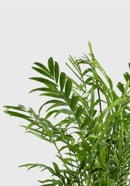 Хамедорея Элеганс 17/60 см в CLASSICO LS 21