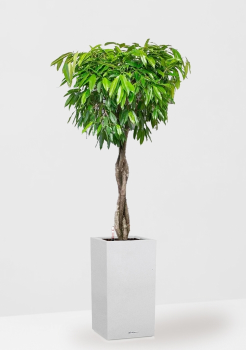 Фикус Амстел Кинг переплетенный 35/160 см в CANTO STONE HIGH 40