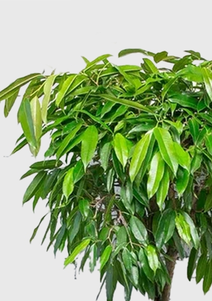 Фикус Амстел Кинг переплетенный 35/160 см в CUBICO COLOR 40 Фикус Амстел Кинг переплетенный 35/160 см в CUBICO COLOR 40