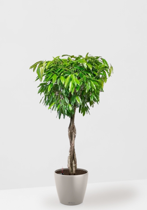Фикус Амстел Кинг переплетенный 35/160 см в CLASSICO COLOR 43
